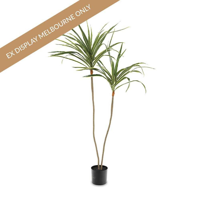  Draceana Artificial Plant - 106cm - Min buy of 2 - OUTLET VIC -  - Eleganté